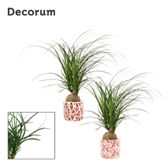 Beaucarnea Recur 12Ø 30cm