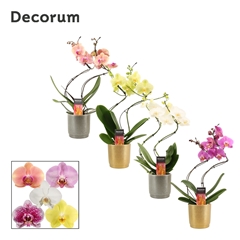 Phal Gem 2 Tak 12Ø 50cm