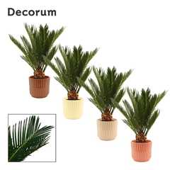 Cycas Revoluta 12Ø 45cm