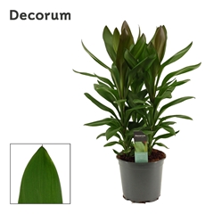 Cord Glauca 19Ø 60cm