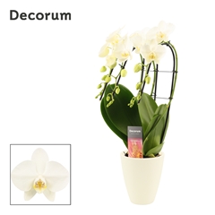 Phal Ov Wit 12Ø 50cm