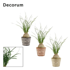 Beaucarnea Recur 6Ø 20cm