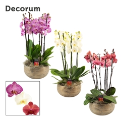 Phal Gem 2 Tak 27Ø 65cm
