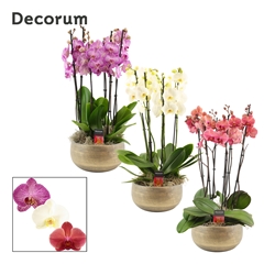 Phal Gem 2 Tak 27Ø 65cm
