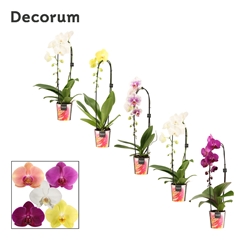 Phal Gem 2 Tak 12Ø 50cm