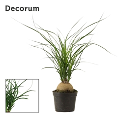 Beaucarnea Recur 9Ø 30cm