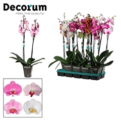 Phal Gem 2 Tak 12Ø 75cm