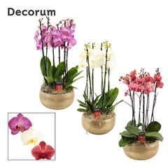 Phal Gem 2 Tak 27Ø 65cm