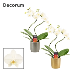 Phal Ov Wit 12Ø 50cm