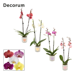 Phal Gem 2 Tak 12Ø 65cm
