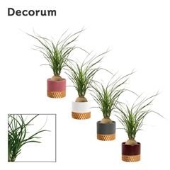 Beaucarnea Recur 9Ø 30cm