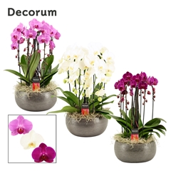 Phal Gem 2 Tak 27Ø 55cm