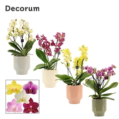 Phal Mf Gem 12Ø 35cm