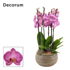 Phal Ov Paars 27Ø 65cm