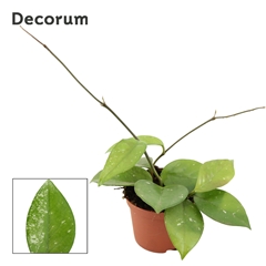 Hoya C Freckl Splash 9Ø 12cm