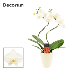 Phal Ov Wit 12Ø 50cm