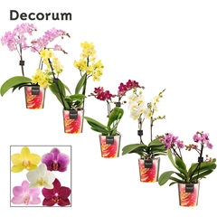 Phal Mf Gem 12Ø 35cm