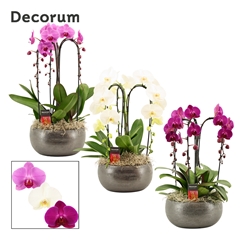 Phal Gem 2 Tak 27Ø 55cm