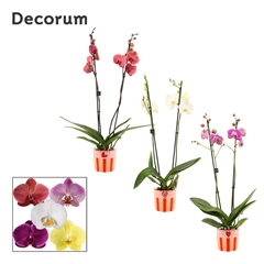 Phal Gem 2 Tak 12Ø 65cm