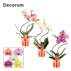 Phal Gem 2 Tak 12Ø 50cm