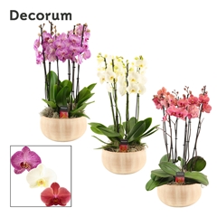 Phal Gem 2 Tak 27Ø 65cm