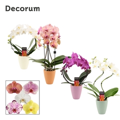Phal Gem 2 Tak 12Ø 45cm