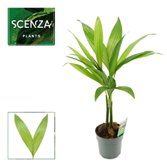 Areca Catechu 12Ø 50cm