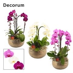 Phal Gem 2 Tak 27Ø 55cm