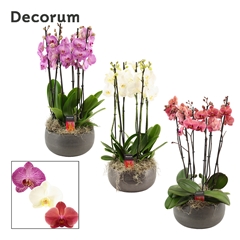 Phal Gem 2 Tak 27Ø 65cm