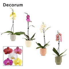 Phal Gem 2 Tak 12Ø 65cm