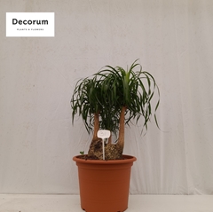 Beaucarnea Recur 50Ø 120cm