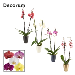 Phal Gem 2 Tak 12Ø 65cm