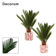 Cycas Revoluta 12Ø 45cm