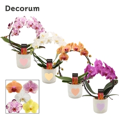 Phal Gem 2 Tak 12Ø 45cm