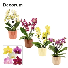 Phal Mf Gem 12Ø 35cm