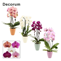 Phal Gem 2 Tak 12Ø 55cm