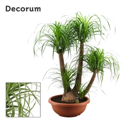 Beaucarnea Recur 55Ø 130cm
