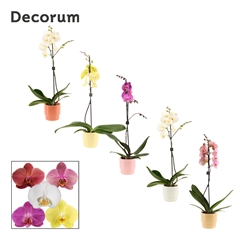 Phal Gem 2 Tak 12Ø 65cm