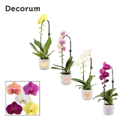 Phal Gem 2 Tak 12Ø 55cm