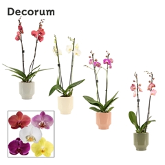 Phal Gem 2 Tak 12Ø 65cm