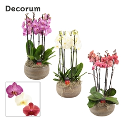 Phal Gem 2 Tak 27Ø 65cm