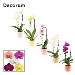 Phal Gem 2 Tak 12Ø 55cm