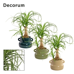 Beaucarnea Recur 9Ø 25cm