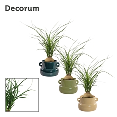Beaucarnea Recur 9Ø 30cm