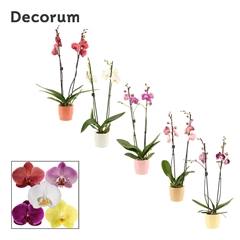 Phal Gem 2 Tak 12Ø 65cm