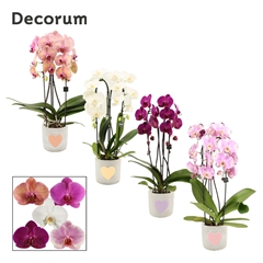 Phal Gem 2 Tak 12Ø 55cm