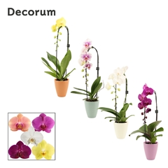 Phal Gem 2 Tak 12Ø 55cm