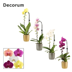 Phal Gem 2 Tak 12Ø 55cm