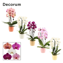 Phal Gem 2 Tak 12Ø 55cm