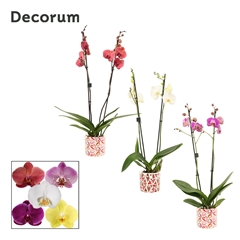 Phal Gem 2 Tak 12Ø 65cm